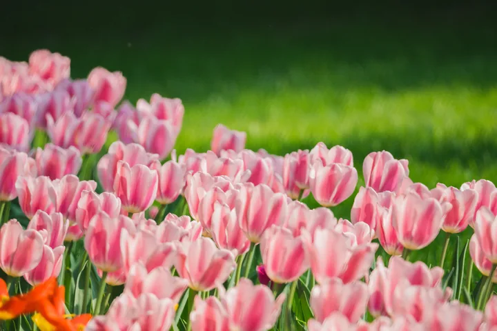 Pink tulips in a green garden