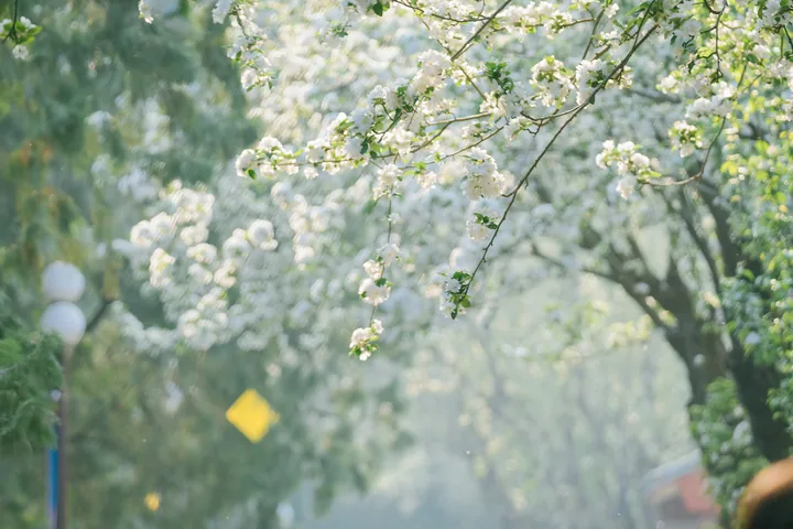 Sunlight filtering through white flowering branches
