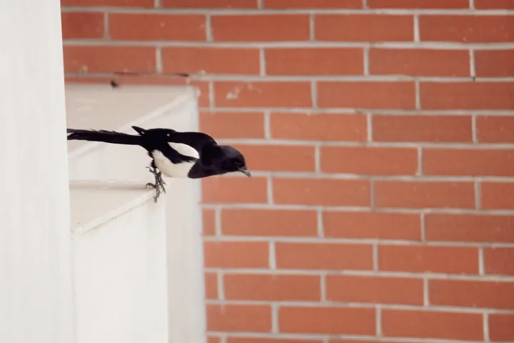 Black-and-white bird in flight beside a brick wall