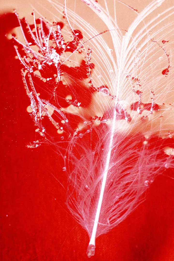 White feather on a vivid red background