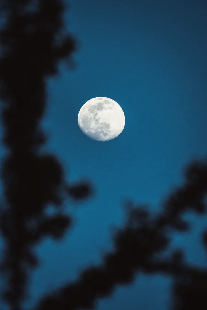 Full moon framed by dark tree silhouettes