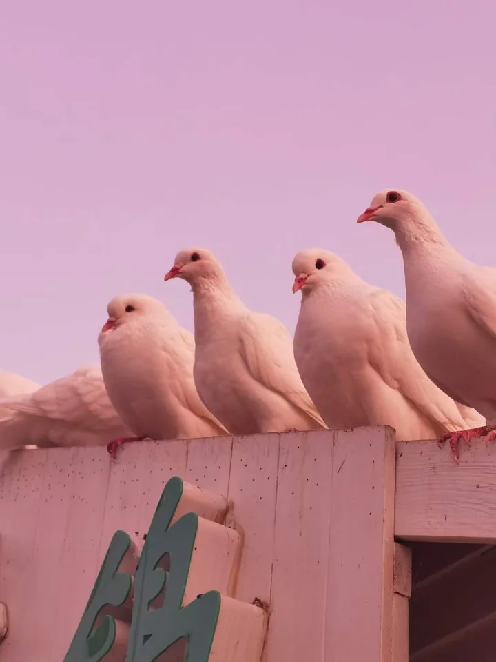 White pigeons perched on a wall against a pink sky