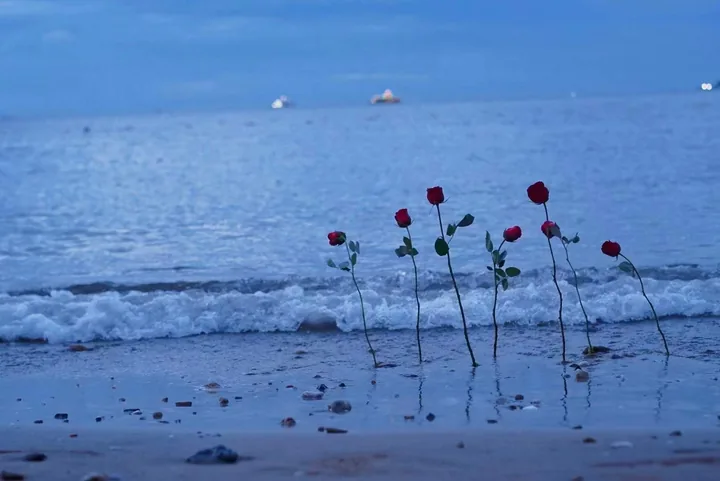 Red roses standing in wet sand at the shoreline