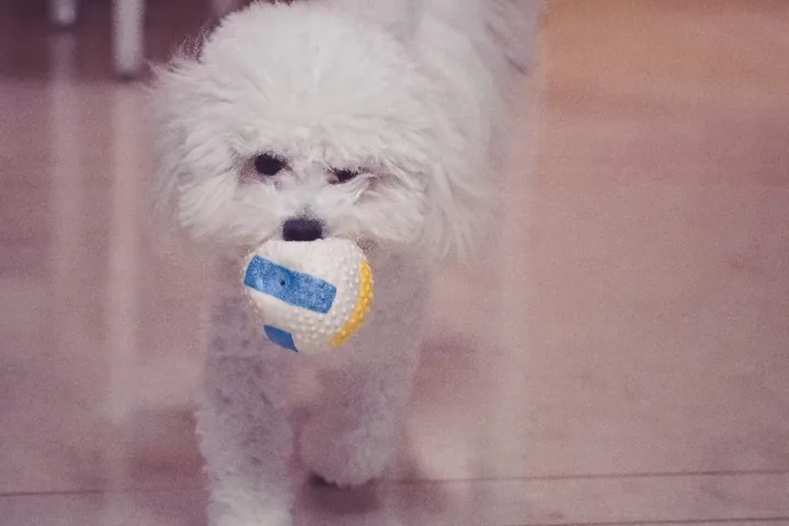 Small white dog carrying a colorful ball