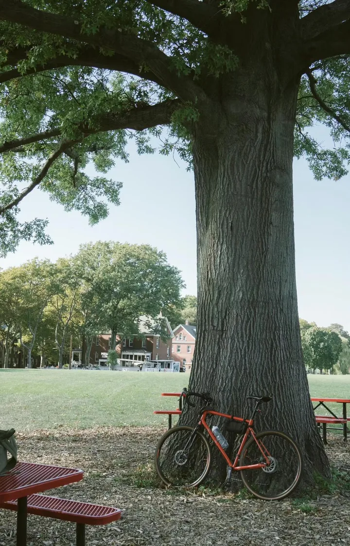 Red bicycle beneath a large tree in a green park