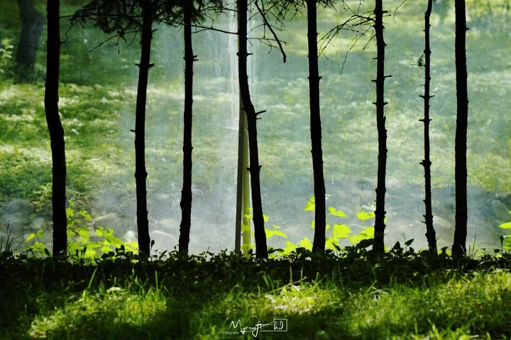 Sunbeams through slender trees in a green forest